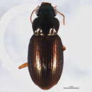 Image of Abaris (Abaridius) splendidula (Le Conte 1863)