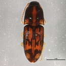 Image of <i>Conoderus bellus</i>