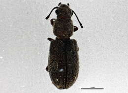 Image of hairy fungus beetle