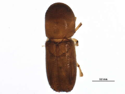 Image of Bark beetle