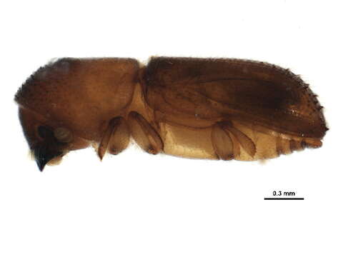 Image of Bark beetle