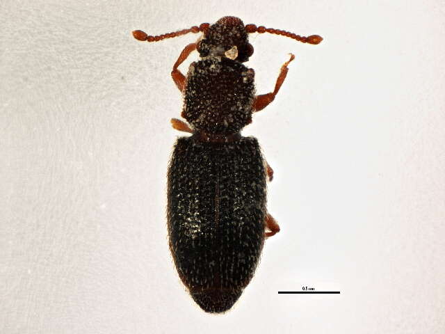 Image of small flattened bark beetles