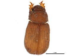 Image of enigmatic scarab beetles