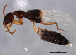 Image of Lithocharis nigriceps Kraatz 1859