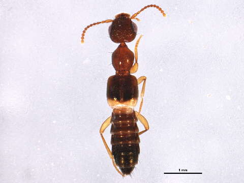 Image of Lithocharis nigriceps Kraatz 1859