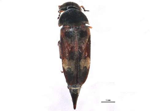 Image of Mordellinae