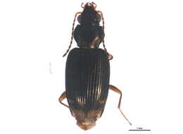 Слика од Bembidion (Notaphus) viridicolle (La Ferté-Sénectère 1841)