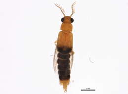 Image of glowworm beetles