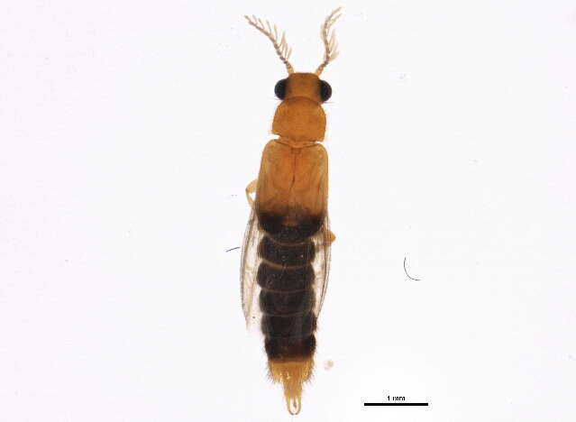 Image of glowworm beetles