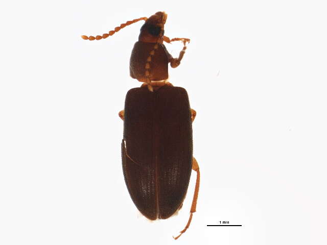 Image of Biota