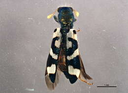 Image of Trichodes