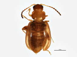 Image of Glyptina spuria J. L. Le Conte 1859