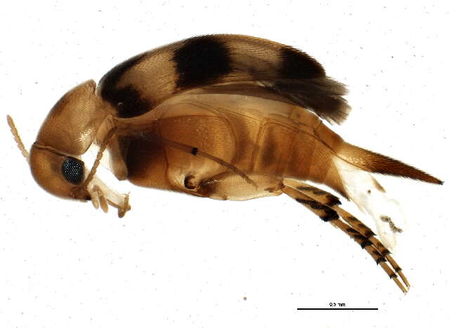 Image of Mordellinae