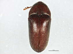 Image of small false click beetles