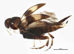 Image de Mordellinae