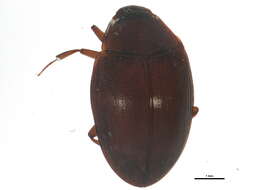 Image of ironclad beetles