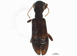 Image of Cymatodera