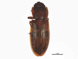 Image de Trogossitidae