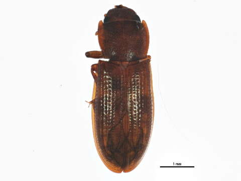 Image de Trogossitidae