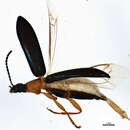 Image of Statira (Statira) croceicollis Mäklin 1863