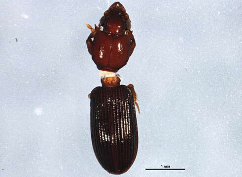 Image of Clivina (Leucocara) americana Dejean 1831