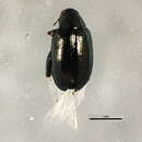 Image of Flea beetle
