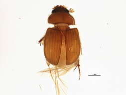 Image de Ochodaeidae