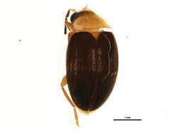 Image of Plate-thigh and Marsh Beetles