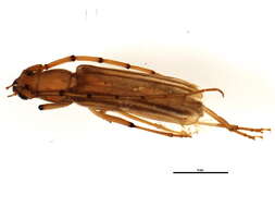 صورة Malacopterus