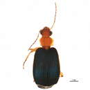 Lebia (Loxopeza) subgrandis Madge 1967 resmi