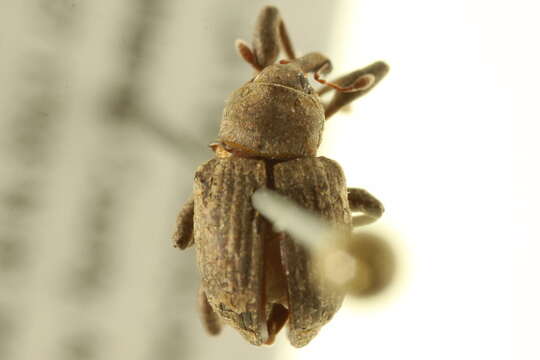 Image of Waterhyacinth Weevils