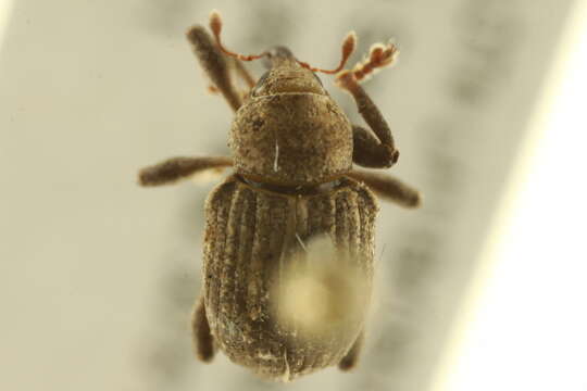 Image of Waterhyacinth Weevils