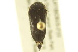 Image of Mordella quadripunctata (Say 1824)