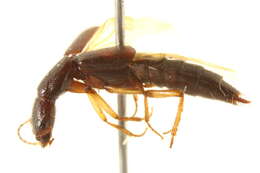 Image of Homaeotarsus cinctus (Say 1830)
