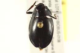 Image of whirligig beetles