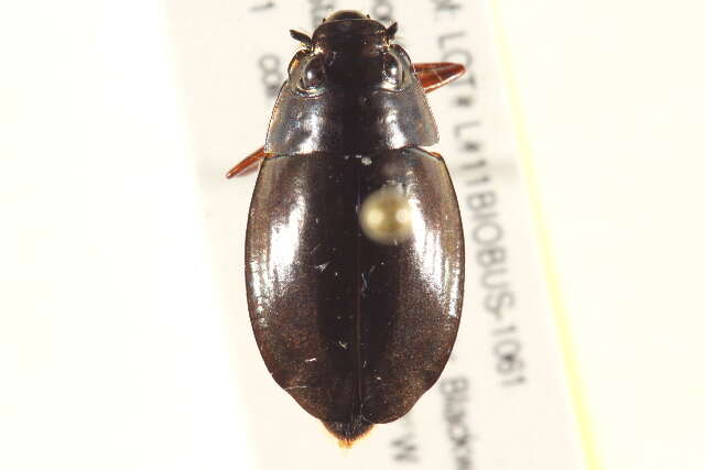 Image of Dineutus discolor Aubé 1838