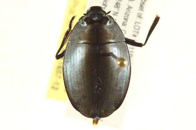 Image of whirligig beetles