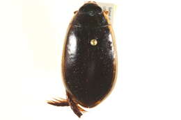 Image of Cybister (Cybister) fimbriolatus (Say 1825)