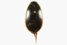 Image of Cybister (Cybister) fimbriolatus (Say 1825)