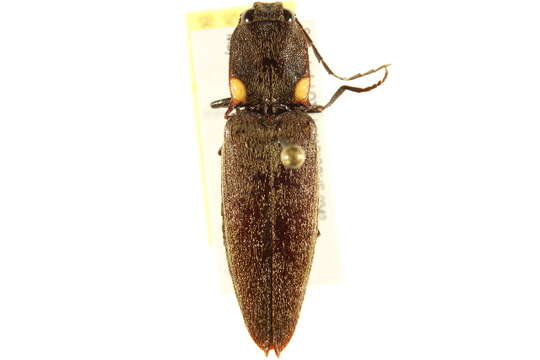 Image of Pyrophorini