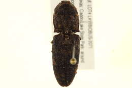 Image of Lacon marmoratus