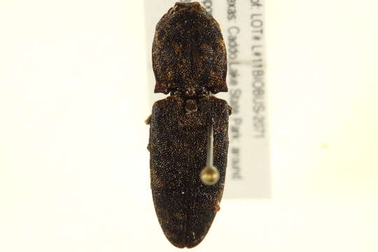 Image of Lacon marmoratus