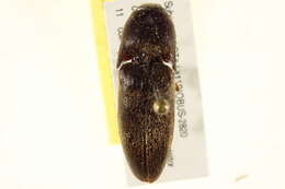 Image of <i>Mulsanteus texanus</i>