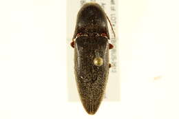 Image of <i>Diplostethus opacicollis</i>