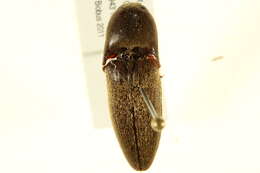 Image of <i>Mulsanteus texanus</i>