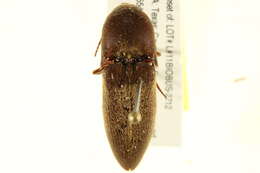 Image of <i>Mulsanteus texanus</i>