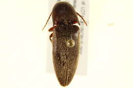 Image of <i>Mulsanteus texanus</i>