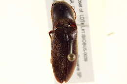 Image of <i>Mulsanteus carolinensis</i>