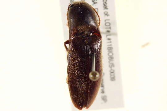 صورة <i>Mulsanteus carolinensis</i>