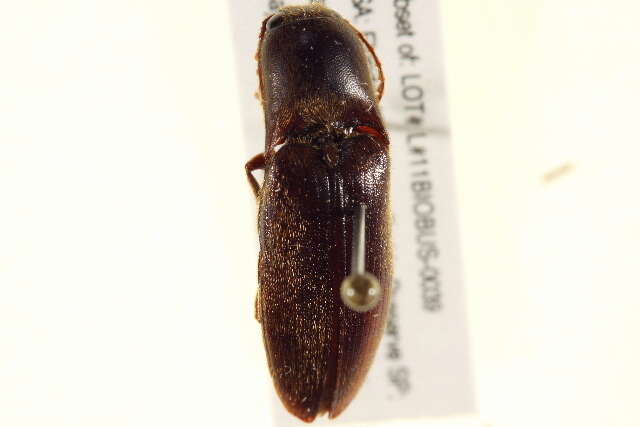 Image of <i>Mulsanteus carolinensis</i>